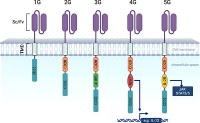 Recent advances on CAR-T signaling pave the way for prolonged persistence and new modalities in clinic